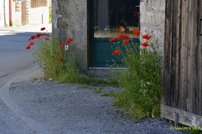 Lire la suite à propos de l’article Avenue des coquelicots
