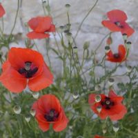 Patates & Coquelicots